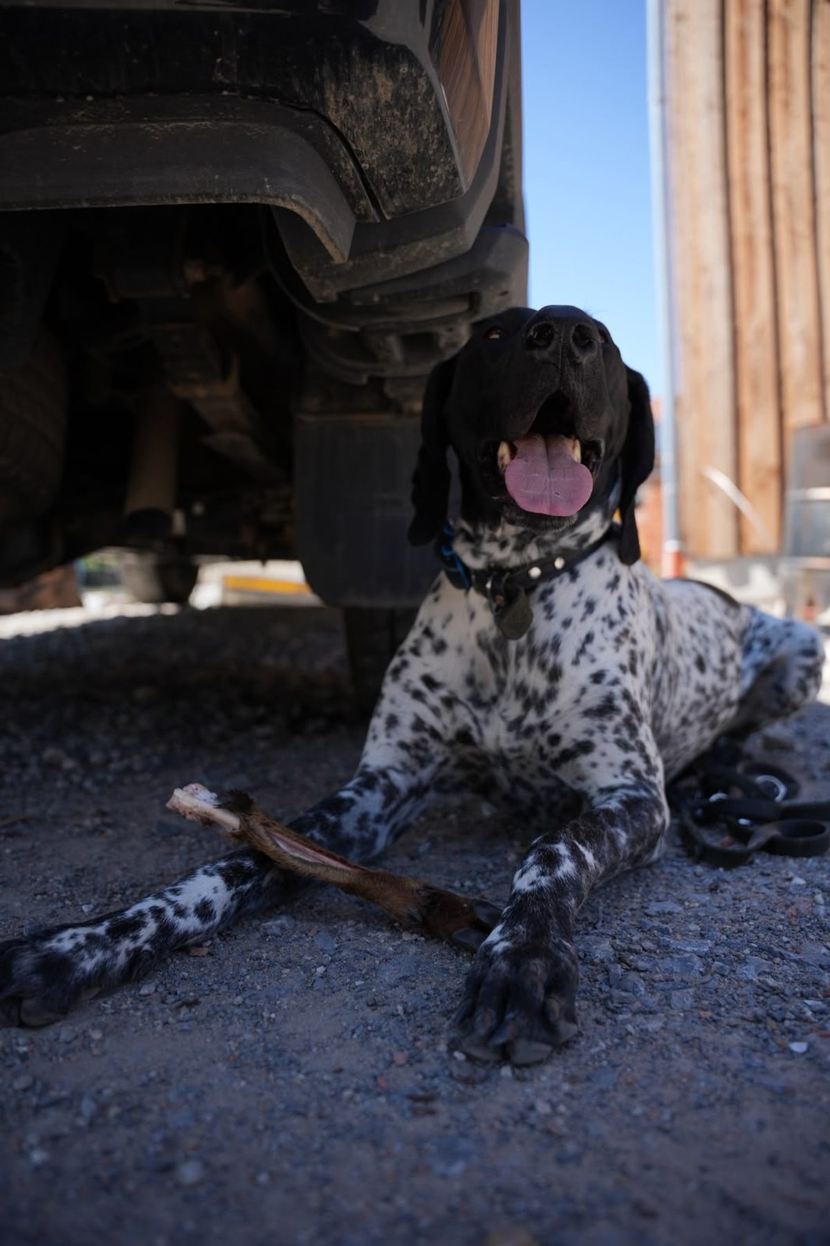 Jagdhund im Revier